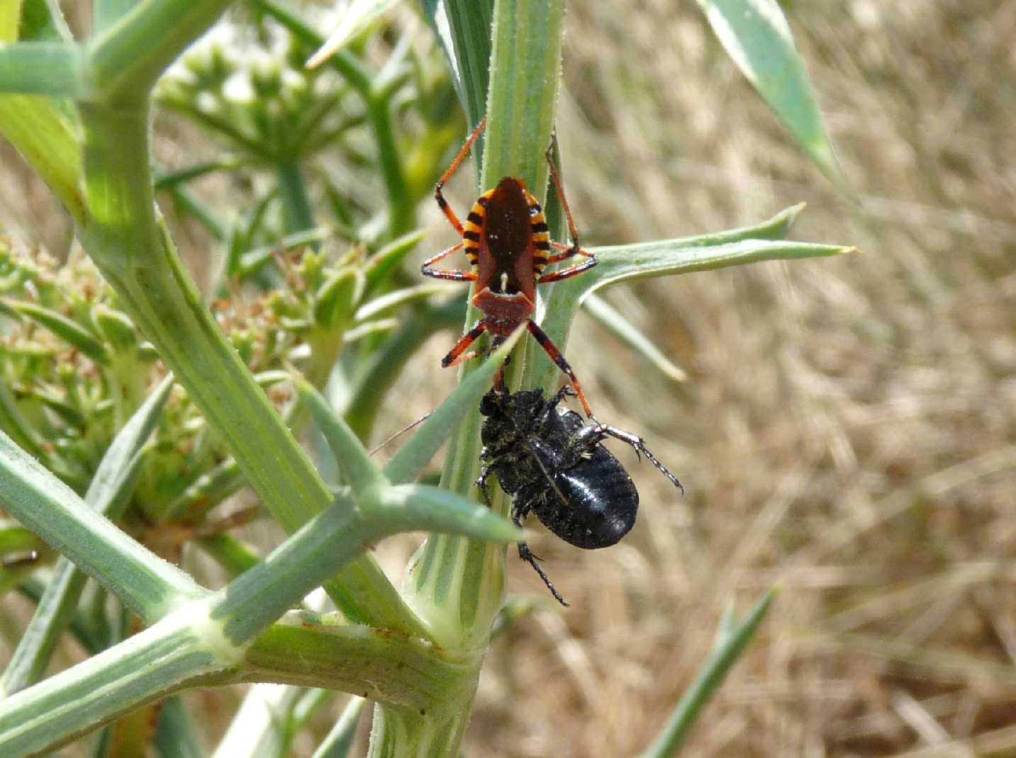 Una grande preda per un minuscolo predatore